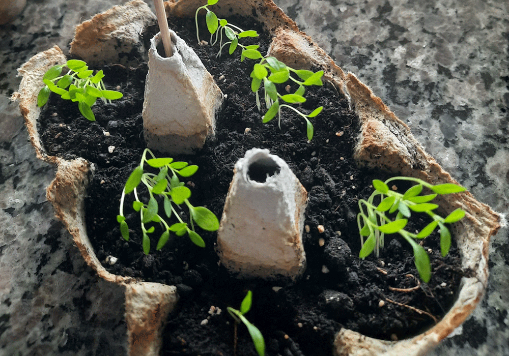 Mit Kindern Tomaten anbauen - Petersiliensprösslinge