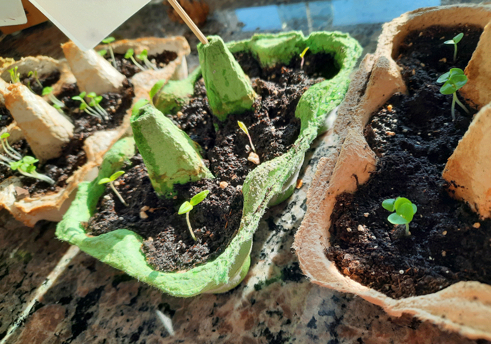 Mit Kindern Tomaten anbauen - Sprösslinge