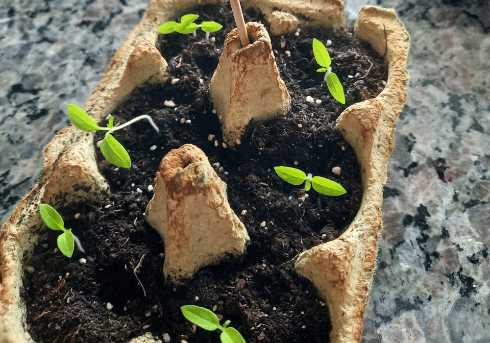 Mit Kindern Tomaten anbauen - Tomatensprösslinge
