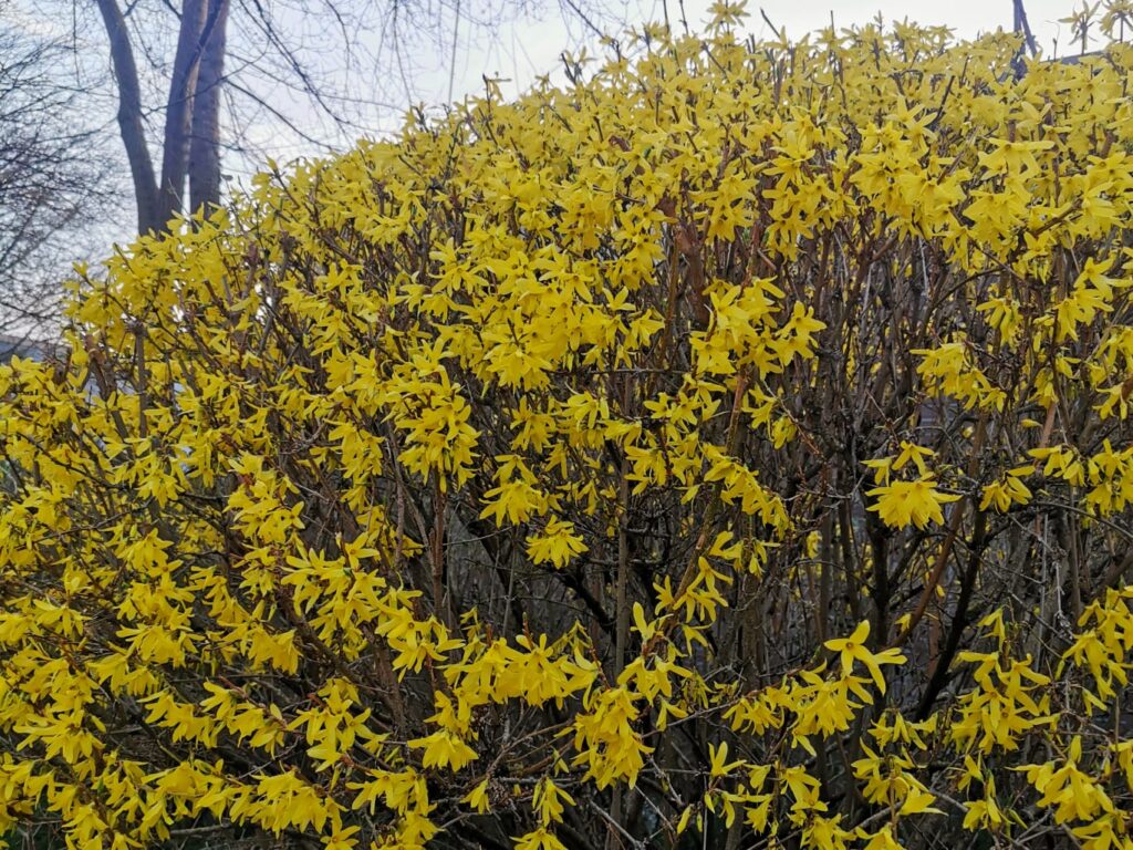 Wertlose Gartenblumen